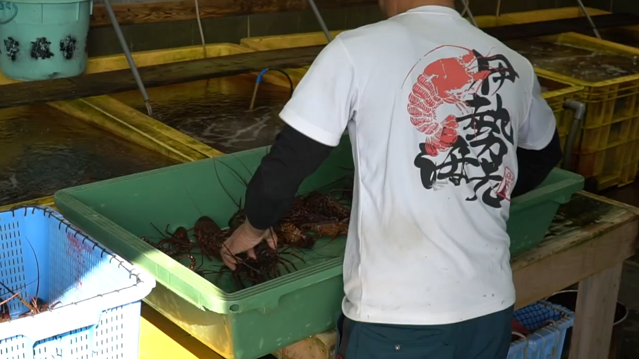 活伊勢海老
